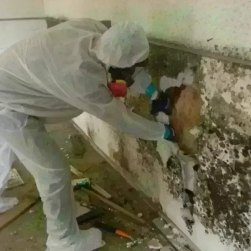 Mold Remediation and Removal in Battlement Mesa, CO